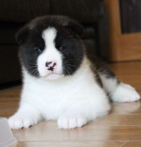 Smart males and females akita pups