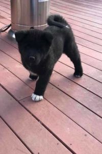 Japanese Akita Puppies