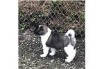 Cute Akita Puppies Available Now For Sale