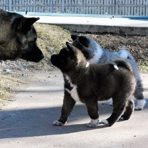 3 beautiful Akita Puppies