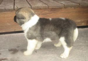Cute Akita Puppies Available Now For Sale