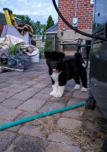 Gorgeous Akita Puppies