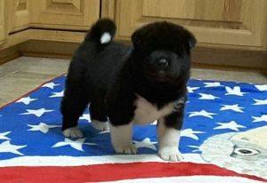 Cute Akita puppies For Sale. Text (***) ***-***2
