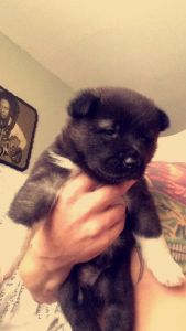 Pretty Akita Puppy for sale