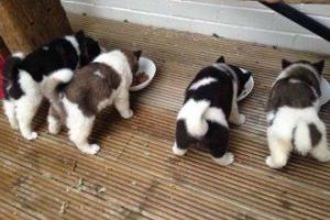 Full pedigree Akita puppies.