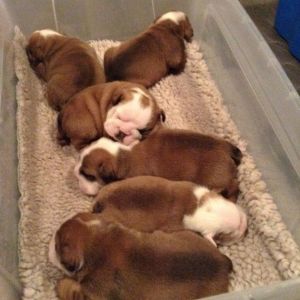 America Akita For Stud