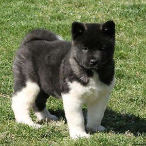 Akita Puppies For Sale