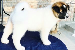 Kind lovely male Akita available
