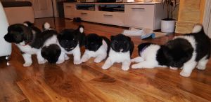 Akc Reg Pedigree American Akita Puppies For Sale