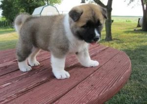 Excellent akita puppies