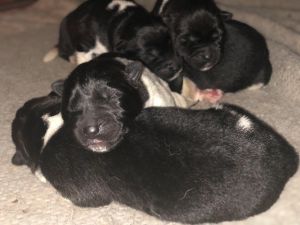 Beautiful American akita puppies available