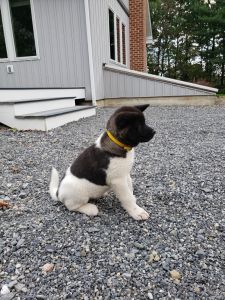 American Akita for sale