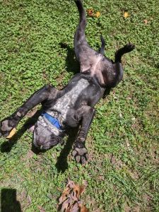 Alapaha Blue Blood Bulldog