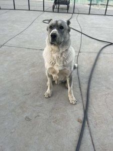 Alaba Dogs for sale ***