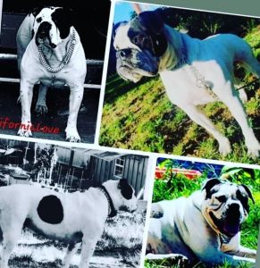 Alapaha Blue Blood Bulldog