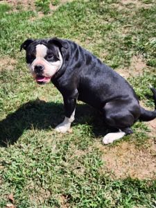 Alapaha Blue Blood Bulldog Puppies for sale in Hamilton, New Jersey. price: $500