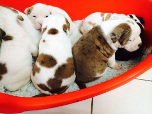 Outstanding Litter Of Alapaha Blue Blood Bulldogs