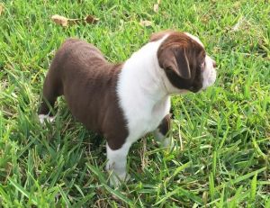 Alapaha Blue Blood Bulldog for sale