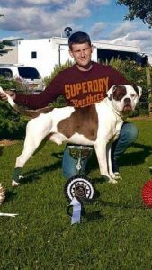 Uk Iabbr Champion Sired Alapaha Pups available