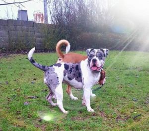 alapaha blue blood bulldog