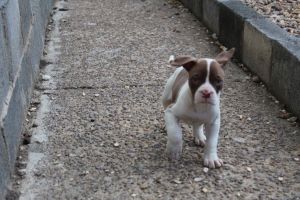 Alapaha Blue Blood Bulldog