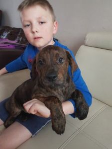 American-bulldog-x-rottweiler-puppy