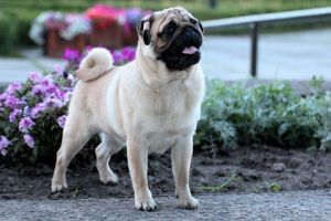 Adorable Pug Puppy Ready to Go.....