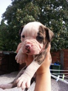 alapaha blue blood bulldog 3 males 3 female