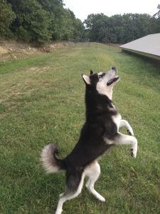 Husky/Malamute Male For Sale