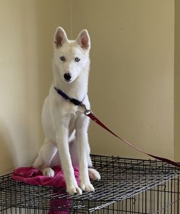 All white husky