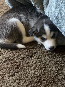 Husky for sale