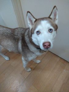 Female husky