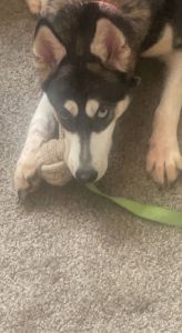 Husky/German Shepard