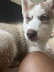 Two months old Husky female