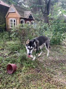 2 year old male husky