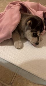 3 month old is a girl