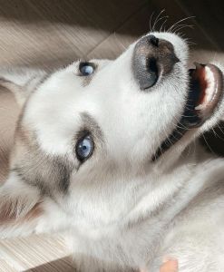 Rehoming my 2 year old husky