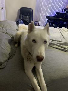 Albino husky snowball