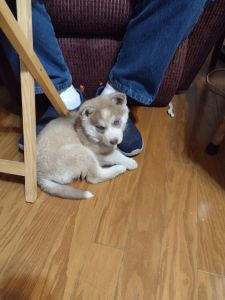 7 week old husky, blond with blue eyes