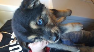 husky pomeranian puppies