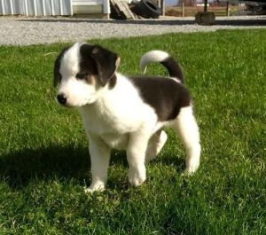 Cute Alaskan Husky puppies for sale .