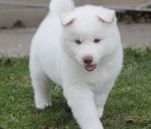 Siberian Husky Puppy for Sale