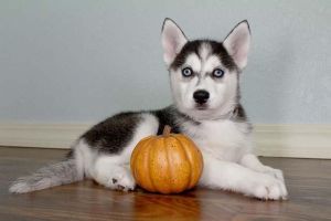 lIf look at siberian husky for adoption