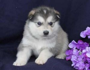 alaskan malamut puppies