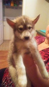 Husky puppies for sale