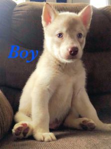 Siberian Husky puppies