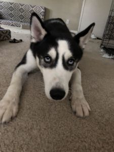 Husky fo sale