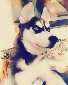 Husky Pup Yoshi