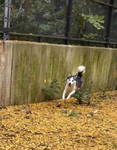 Male husky 1 year old Best offer