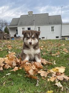 Puppies for sale huskies